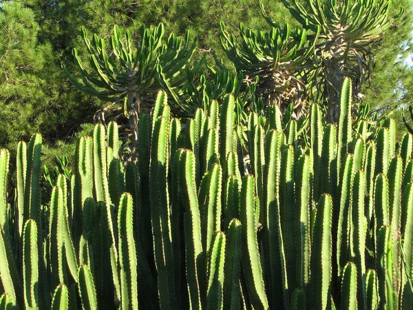 Plante Tropicale Flore Cactus Botanique — Photo