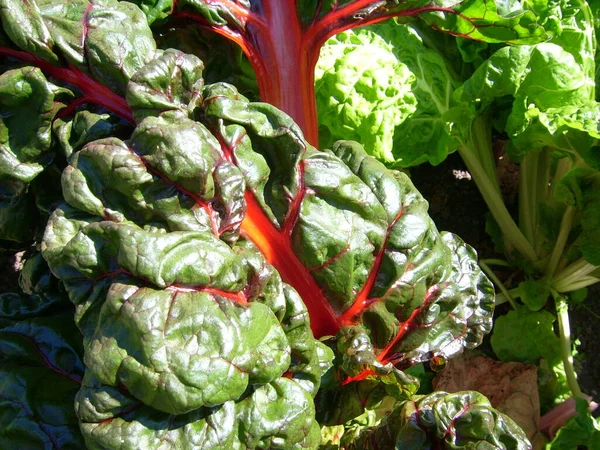 Czerwona Chard Beta Vulgaris — Zdjęcie stockowe