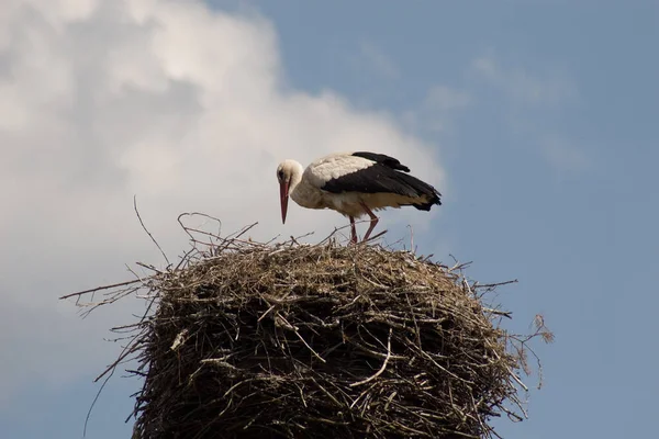 Aussichtsreiche Aussicht Auf Schöne Vögel Der Natur — Stockfoto