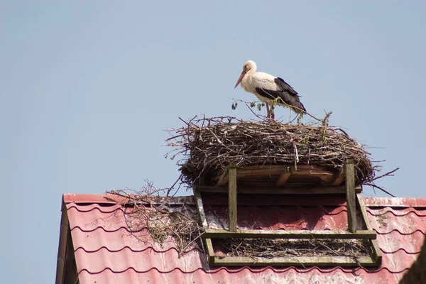 Storch Nest — Stockfoto