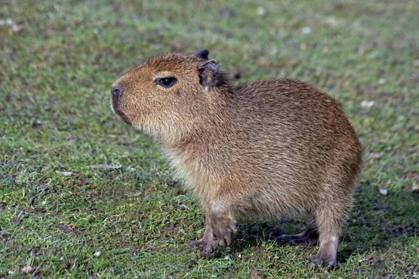 Ungt Vatten Gris Capybara — Stockfoto