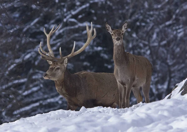 Jelení Zvěř Příroda Fauna — Stock fotografie