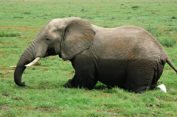 Afrikansk Elefantdyr Natur Fauna – stockfoto