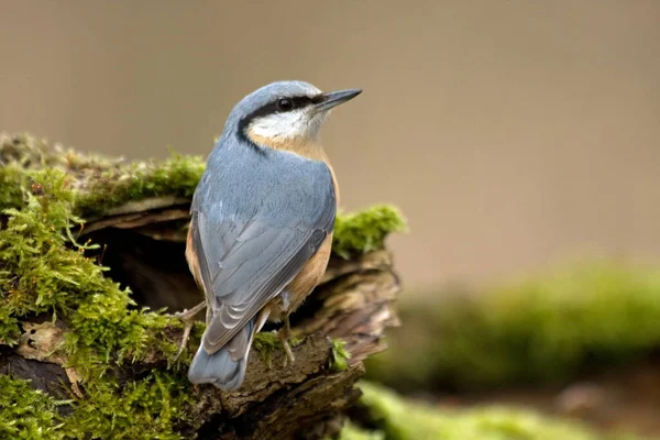 Eurázsiai Nuthatch Kis Passerine Madár — Stock Fotó