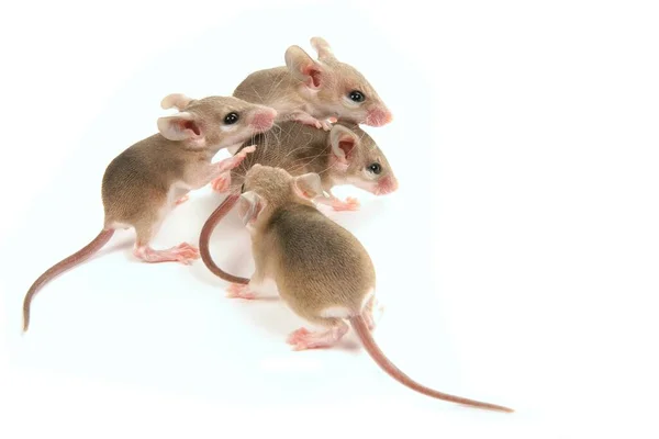 Two Small Rats Isolated White Background — Stock Photo, Image