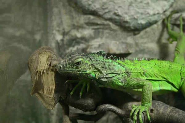 Iguana Selvatica Animale Rettiliano — Foto Stock