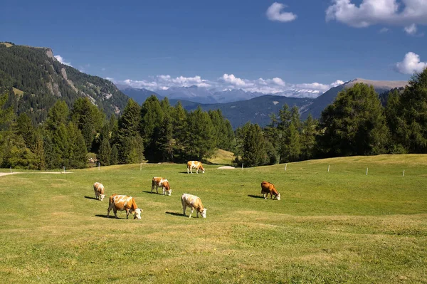Meranoin Południowy Tyrol — Zdjęcie stockowe