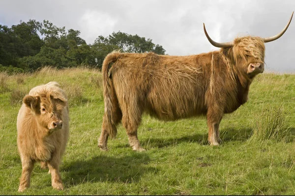 Pecuária Highland Animais Selvagens — Fotografia de Stock