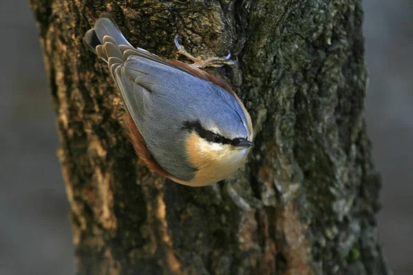 Eurasiático Nuthatch Pequeno Passarinho — Fotografia de Stock