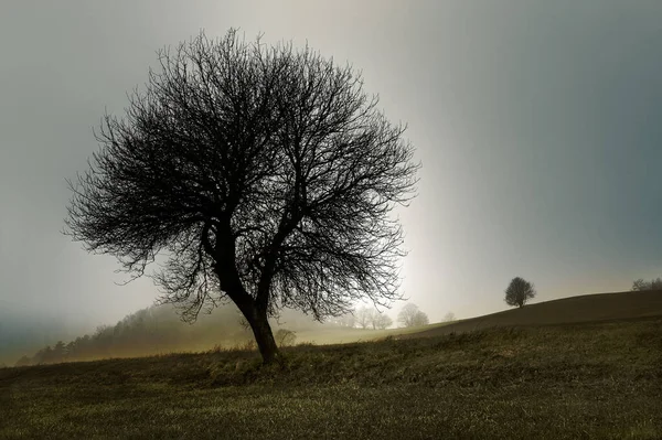 Дерево Вечернем Свете — стоковое фото