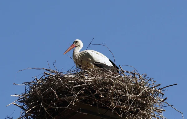 Vista Panoramica Bellissimi Uccelli Cicogna Natura — Foto Stock