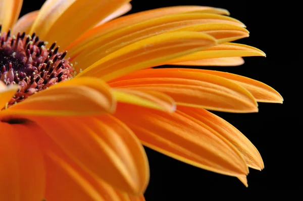 Gerbera Flower Petals Flora — Stock Photo, Image