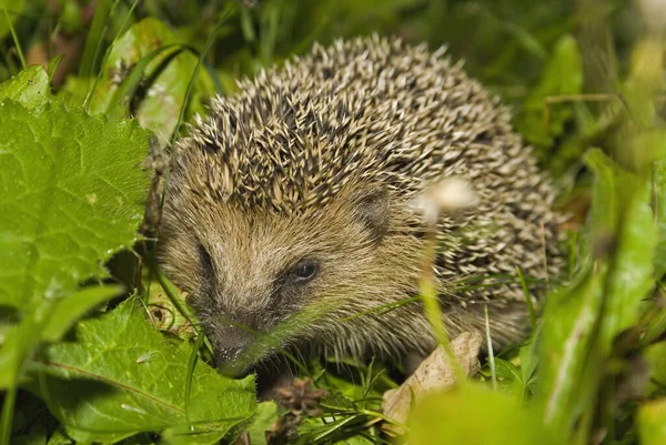 Närbild Insekter Naturen — Stockfoto