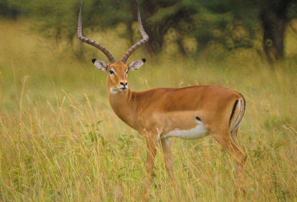 Impala Állat Fotó Természetben Vadon Élő Állatok Állatvilág — Stock Fotó
