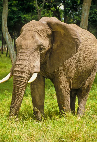 Éléphant Afrique Animal Nature Faune — Photo