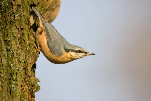 Euraziatische Naaktslak Kleine Zangvogel — Stockfoto