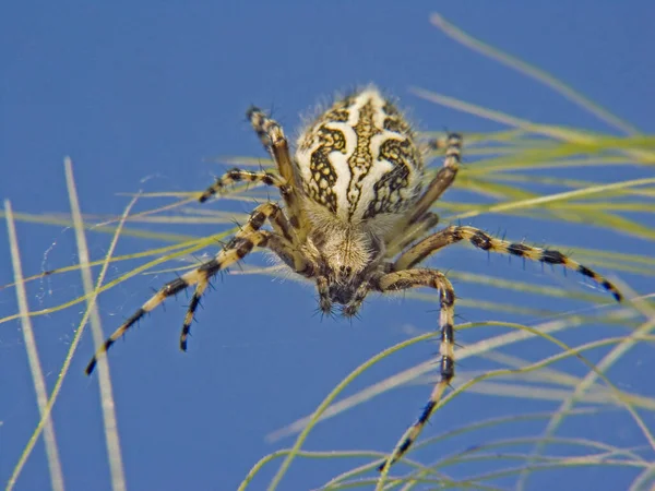 Křížený Pavouk Strašidelný Pavoučí Hmyz — Stock fotografie