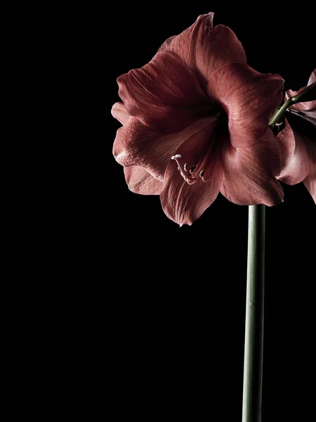 Лепестки Цветов Амариллис Флора — стоковое фото