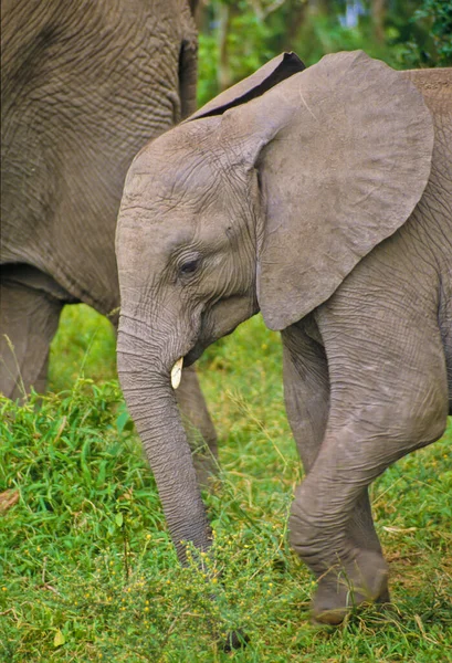 Éléphant Dans Massai Mara — Photo