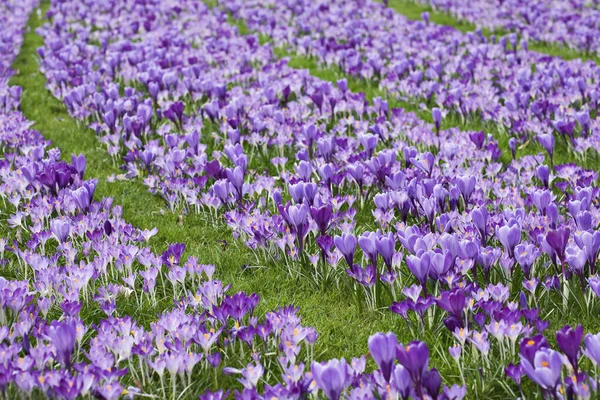 Okvětní Lístky Krokus Jarní Květiny — Stock fotografie