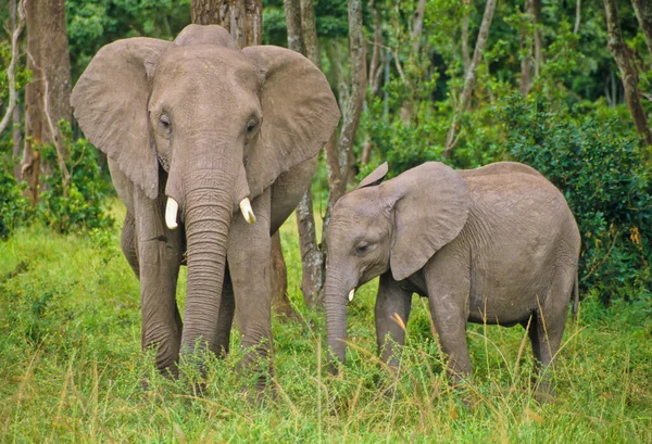 マサイ マラの象 — ストック写真