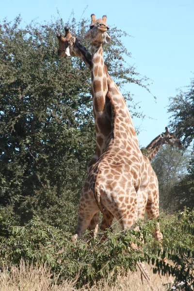 Žirafa Rezervaci Zvěřiny Moremi Okavango Řeka Delta Národní Park Botswana — Stock fotografie
