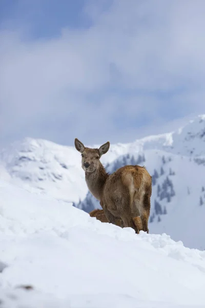 Alpok Panorámája — Stock Fotó