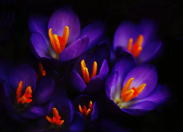 Pétalas Flores Croco Flores Primavera — Fotografia de Stock