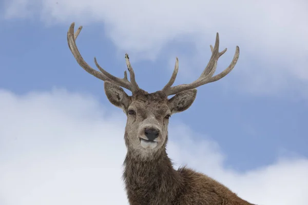 Jelení Zvěř Příroda Fauna — Stock fotografie