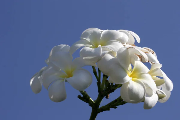 Frangipani Plumeria Pétales Fleurs — Photo