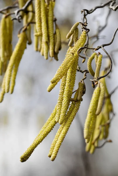 Willow Branch Spring — Stock Photo, Image
