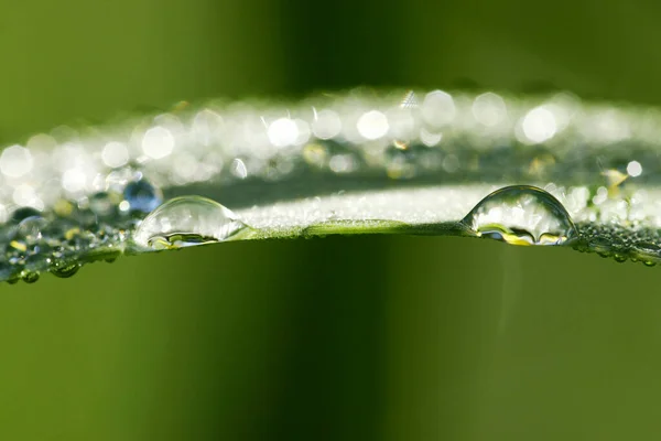 Grama Com Gotas Orvalho Gota Chuva — Fotografia de Stock