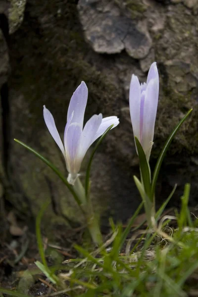 クロッカスの花びら春の花 — ストック写真