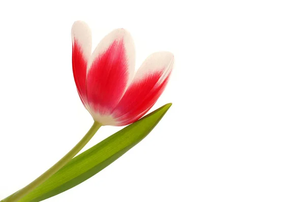 Tulipán Rosa Aislado Sobre Fondo Blanco — Foto de Stock