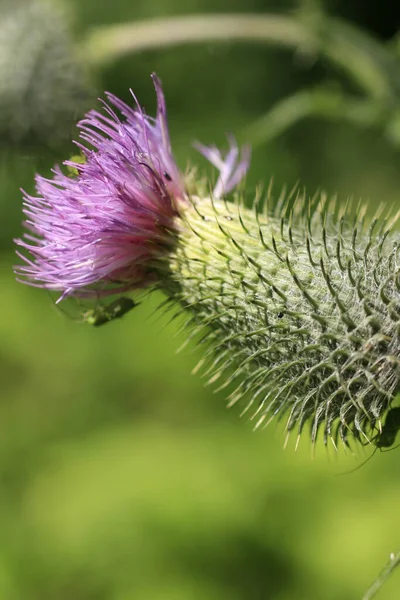 Mooi Botanisch Schot Natuurlijk Behang — Stockfoto