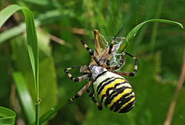 Zèbre Araignée Animal Effrayant — Photo