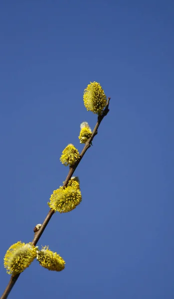 Frühlingsflora Naturbotanik — Stockfoto