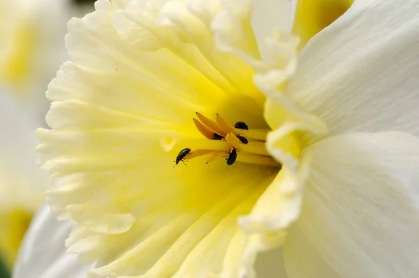 黄色の春の花の花弁 ナルシシズム — ストック写真