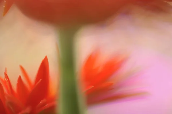 Vackra Blommor Blommigt Koncept Bakgrund — Stockfoto