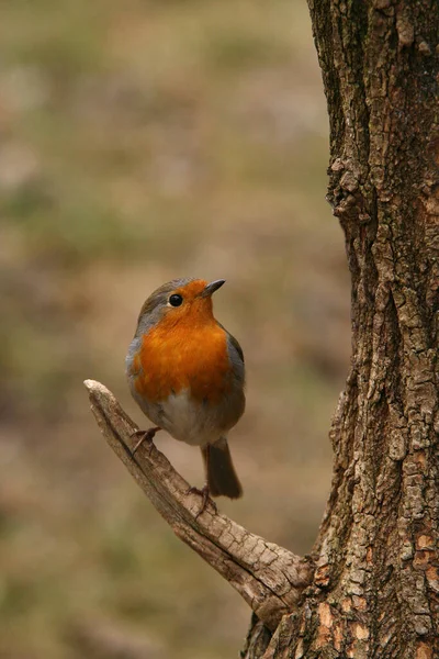 Schöne Aussicht Auf Rotkehlchen Der Natur — Stockfoto