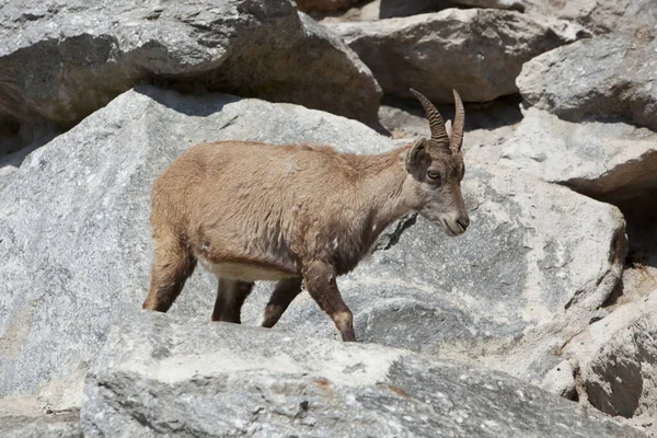 Capricorn Wild Animal Goat Horns — Stock Photo, Image