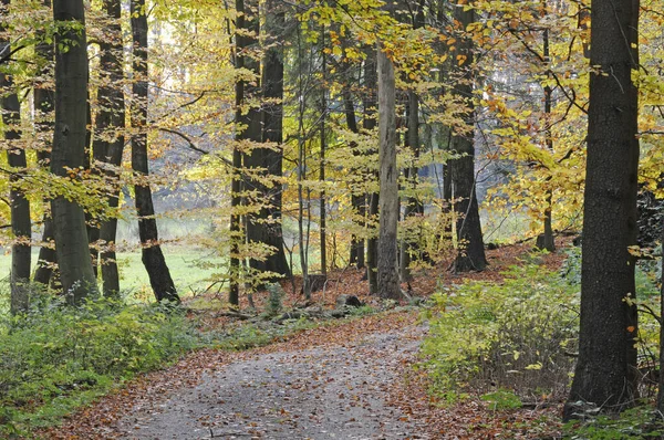 Sentiero Forestale Autunno — Foto Stock