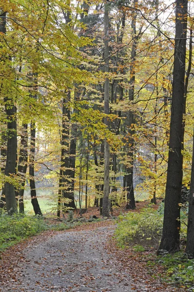 Sentiero Forestale Autunno — Foto Stock