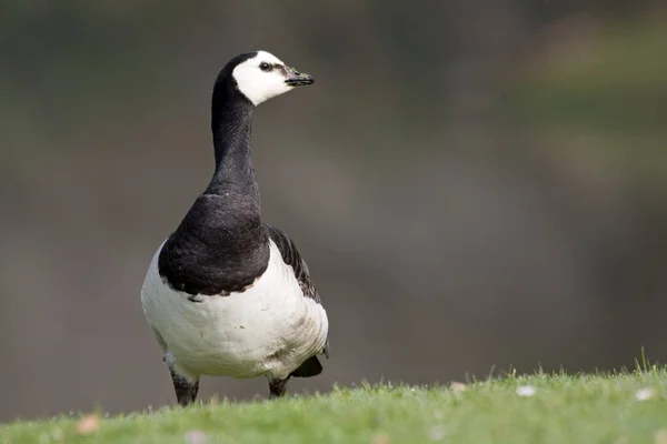 Scenic View Goose Bird Nature — Stock Photo, Image