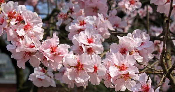 Kirschblüte Blumen Auf Baum — Stockfoto