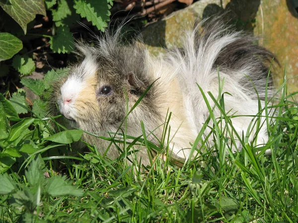 Hamster Marsvin Gnagare Djur Sällskapsdjur — Stockfoto