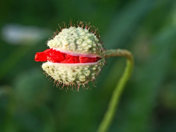 Field Flora Poppy Glower Botany Concept — Stock Photo, Image