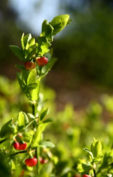 Cseresznye Vörös Bogyói Bokron — Stock Fotó
