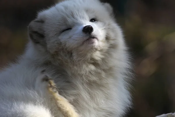 Weißer Flauschiger Polarfuchs — Stockfoto