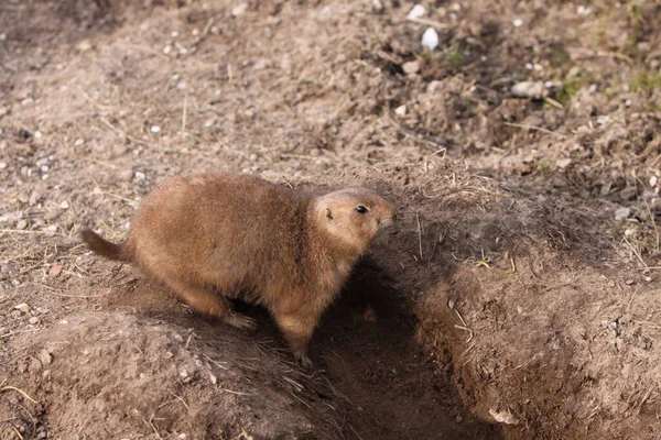 Chien Prairie Animaux Sauvages Genre Cynomys Hamster — Photo